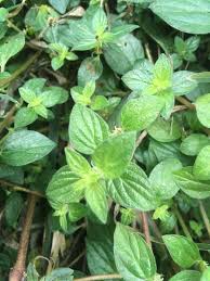 Image result for Pouzolzia parasitica