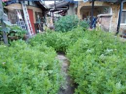 Mungkin cara ni sesuai untuk yang berkebun tepi dapur & tiada kawasan. Ini Rahsia Kenapa Dr Hamid Arshat Penuhkan Laman Dengan Ulam Raja Impiana