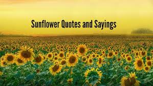 Sunflower Quotes 20 Best Sunflower Sayings With Images