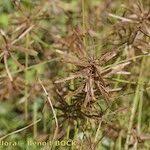 Image result for Pycreus flavidus