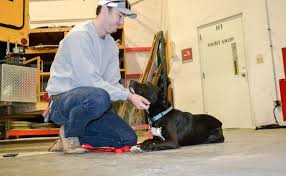 Don't lift your dog by his. Shipping Or Picking Up A Live Animal Port Of Seattle