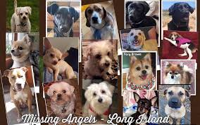 Pawsome pet adoptions is based on long island, ny, it's purpose is to find animal loving, helpful, caring, and responsible fosters, adopters. Missing Angels Long Island Home Facebook