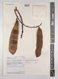 Image result for Macropsychanthus