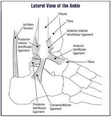 Anterior Talofibular Ligament Wikipedia