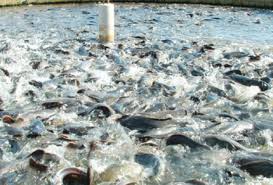 Image result for fish farming