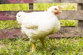 Everything you need to know. Raising Chickens For Eggs Or Meat It S A Matter Of Taste