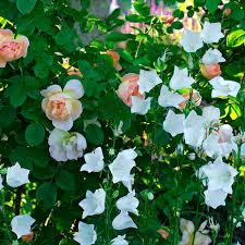 Image result for Pupalia grandiflora