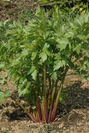 In order to do it, you need a special tool. Organic Herb Lovage Levisticum Officinalis Hardy Long Lived Perennial Herb Caribbeangardenseed