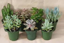 Learn About Growing Succulents Indoors Succulents Cactus House Plants Plants