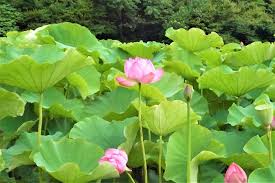蓮 ハス の花の季節 神話 香り 食べ方 特徴 睡蓮との見分け方 Lovegreen ラブグリーン
