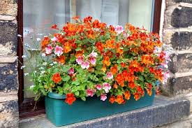 I absolutely love this combination for summer: 32 Appealing Cascading Flowers For Window Boxes Balcony Garden Web