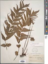 Image result for Asplenium elliottii