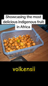 Image result for Garcinia volkensii