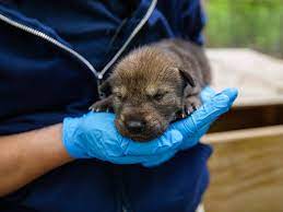 A small red wolf (canis rufus) pup lying on a table. Meet The Endangered Red Wolves Just Born At Nc Zoo Raleigh News Observer