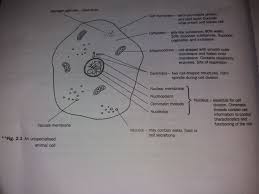 Maybe you would like to learn more about one of these? Biology Anne Tindale Slide Set