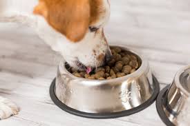 In this article, we will find out a bit about the protein and fat content may be too low for active dogs who get more than an hour's exercise a day. The Best Dry Dog Foods In 2021 Pet Life Today