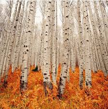 Birch Trees In Colorado Birch I Love Birch Trees Beautiful Nature Pictures Beautiful Tree
