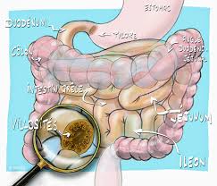 Grâce à leur haute teneur en soufre, les oignons augmentent la production de collagène des tissus des cheveux. Diarrhee Aigue Snfge Org Societe Savante Medicale Francaise D Hepato Gastroenterologie Et D Oncologie Digestive