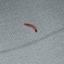 Sie vermehren sich rasant und richten schäden am inventar und an nahrungsmitteln an. Larven Die Meistgelesenen Fragen