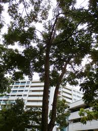 Image result for Khaya grandifoliola