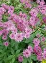 Image result for Astrantia majon `Abbey Road`