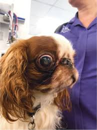 Gucci mane) (mp3 + itunes plus aac m4a). Brachycephalic Ocular Syndrome In Dogs Companion Animal