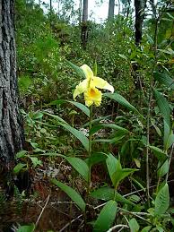 Image result for Urochloa xantholeuca