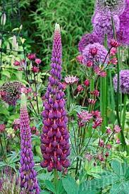 Fantastic Garden Path And Border Idea Plants Purple Garden Garden Planning