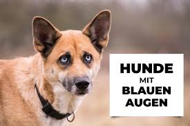 Hunde mit blauen Augen: Ursachen, Hunderassen, Infos
