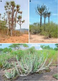 Image result for Euphorbia mwinilungensis