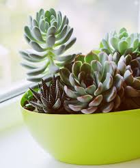 E cco alcune delle varietà di piante grasse più facili da trovare nei vivai, per decorare casa con un tocco di natura esotica: Piante Succulente Idee Per Arredare Casa E Giardiano Con Le Piante Grasse