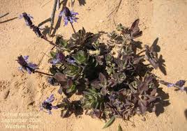 Image result for Coleus hereroensis