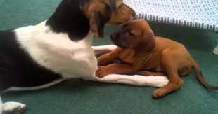Black And Tan Coonhound Vs Bloodhound Treeing Walker Coonhound Vs Redbone Coonhound Puppy Treeing Walker Coonhound Redbone Coonhound Hound Dog