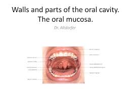 Walls And Parts Of The Oral Cavity The Oral Mucosa Ppt Download