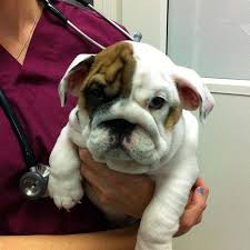 Maybe you would like to learn more about one of these? Rose City Veterinary Hospital In Pasadena Home Facebook