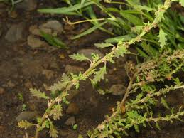 Image result for Dysphania pumilio