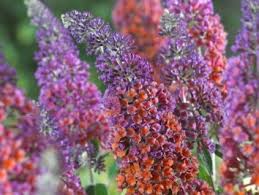 Image result for Komule střídavolisté