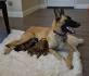 Animal List - American Belgian Malinois Rescue, Inc