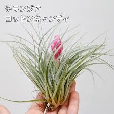 AFONSOANDAFONSO.COM