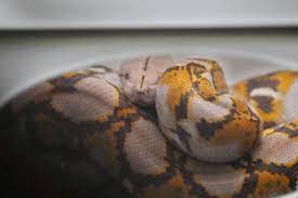 Snake ）は、 爬虫綱 有鱗目 ヘビ亜目（serpentes）に分類される 爬虫類 の総称 。 トカゲ とは類縁関係にあり共に 有鱗目 を構成している 。 体が細長く、四肢は 退化 しているのが特徴 。 Iulm2yi83f8b0m