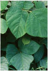 Image result for Pueraria