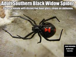 California brown widow spider southern angeles species spiders taking irvine relatively collected recent arrival times. Poisonous Spiders Of South Carolina Dengarden