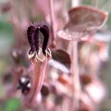 Image result for Ceropegia stenifolia
