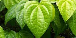 Ada yang belum tahu tanaman daun sirih? 33 Manfaat Daun Sirih Merah Dan Sirih Hijau Untuk Kesehatan Serta Kecantikan Merdeka Com