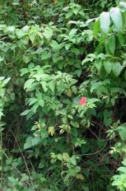 Image result for Mussaenda elegans