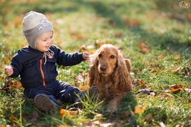 11 Best Pets For College Students Tips Before You Buy Best Dogs For Kids Dogs Kids Best Pets For Kids