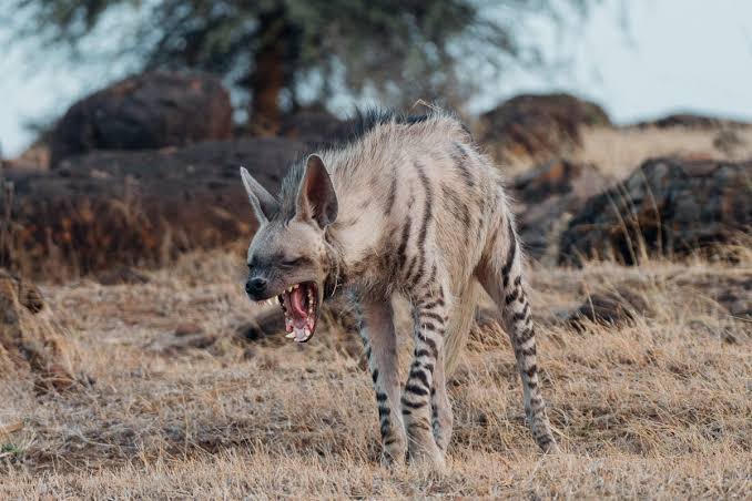 My Best Hyena Sightings. Up close with nature's comedians | by Girish Menon | Gardening, Birding, and Outdoor Adventure | Medium