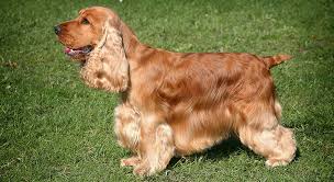 Image result for anglický špringršpaněl