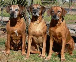 Ridgeback puppies for sale qld. Riginal Rhodesian Ridgebacks Rhodesian Ridgebacks Queensland Australia