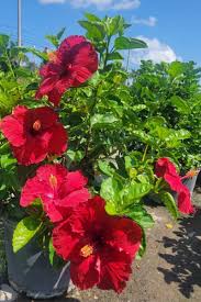 Image result for Hibiscus